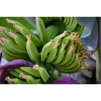 Banana Flower